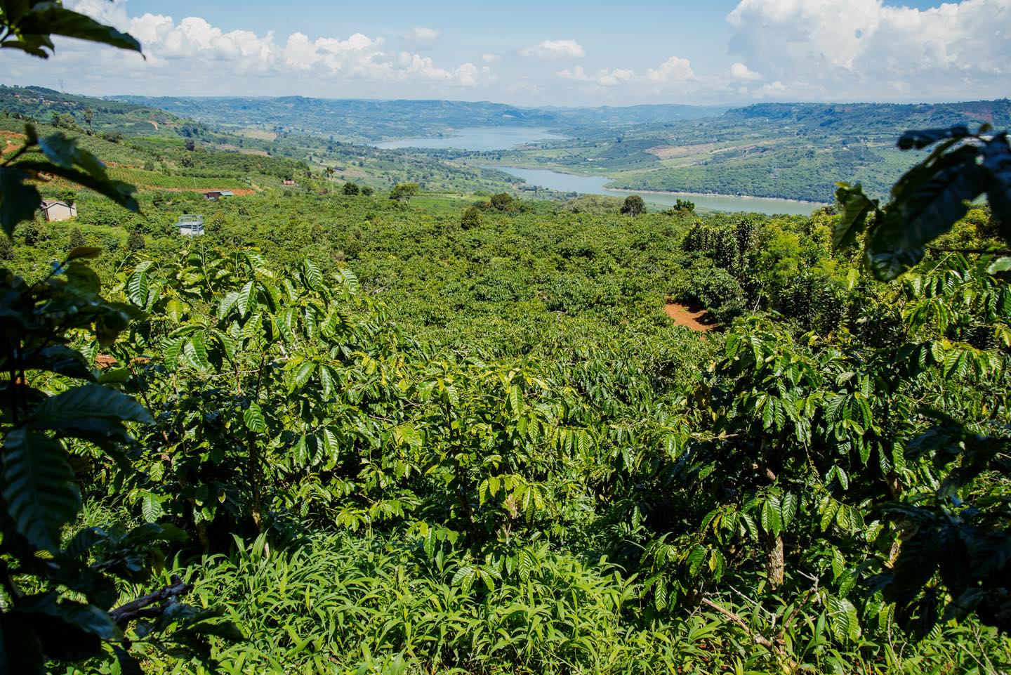 Chloris coffee farm
